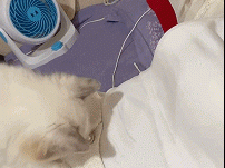 活得不如一只猫咪