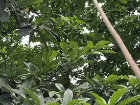 GIF：你还别说，人类学什么都很像