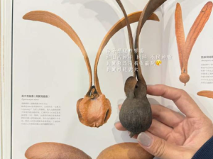 第一次见到收藏果实种子的