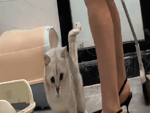 猫：我妈真没开特效