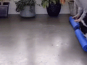 这狗子的瑜伽动作快比人标准了